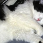cat-sleeps-on-iphone-featured